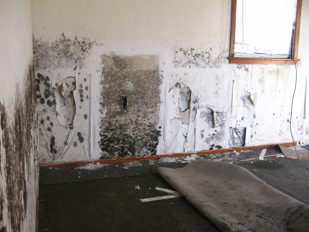 Peace of mind knowing your property is free from harmful mold contaminants